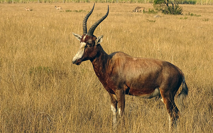 Ein Buntbock in Südafrika