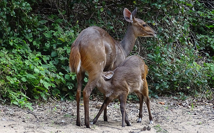 Ein Buschbock mit Junges in Südafrika