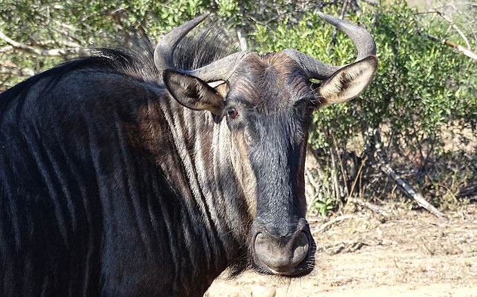 Ein Streifengnu in Südafrika