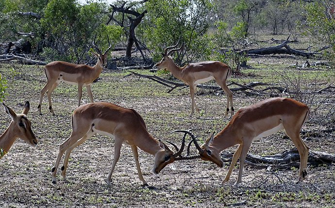 Impalas im Kampf in Südafrika
