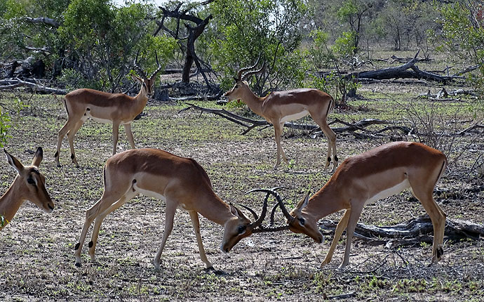 Impala