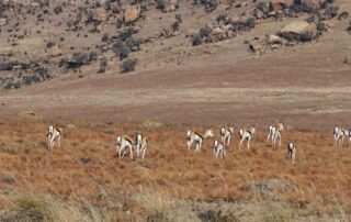 Impalas: Antilopen in Südafrika