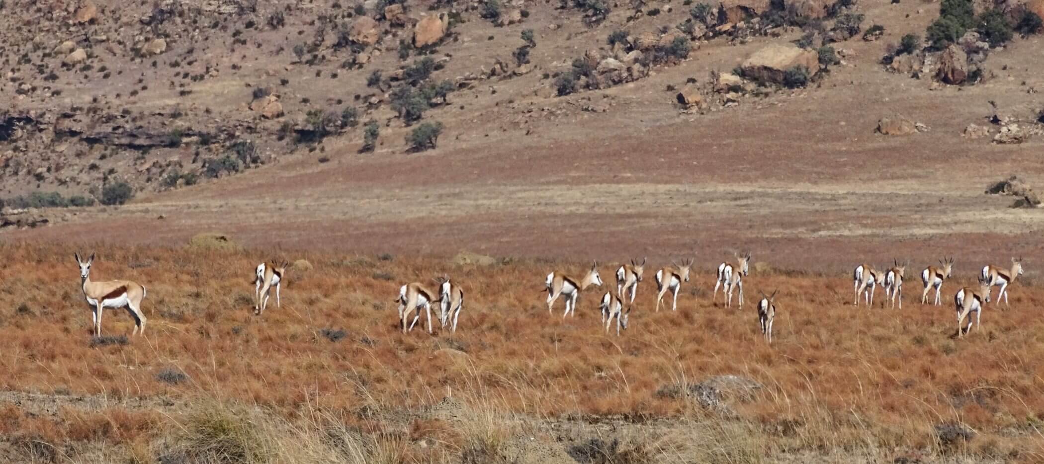 Impalas: Antilopen in Südafrika