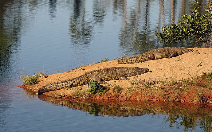 Krokodile im Mlilwane Wildlife Sanctuary 