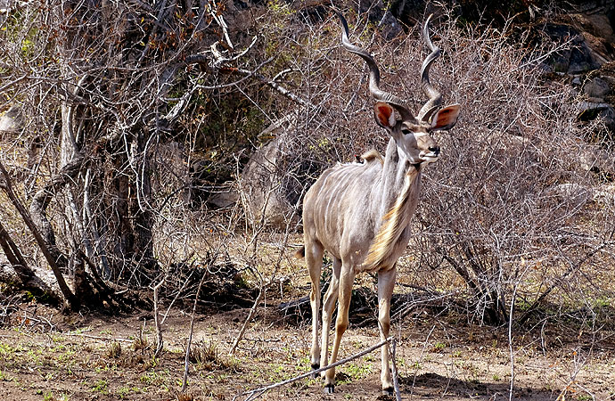 Ein Kudu in Südafrika