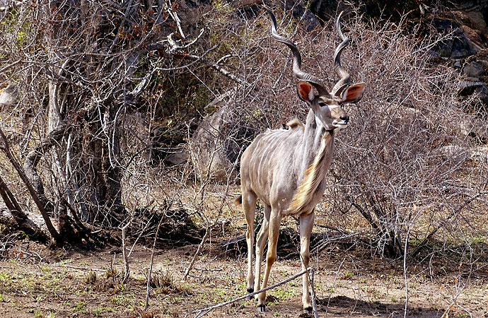 Großer Kudu