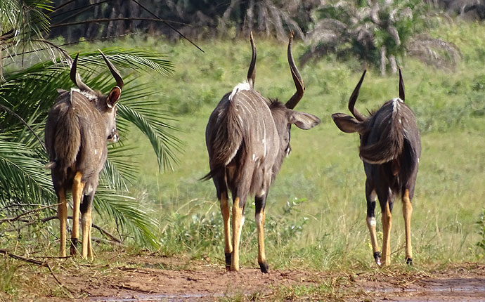 Drei Nyalas in Südafrika