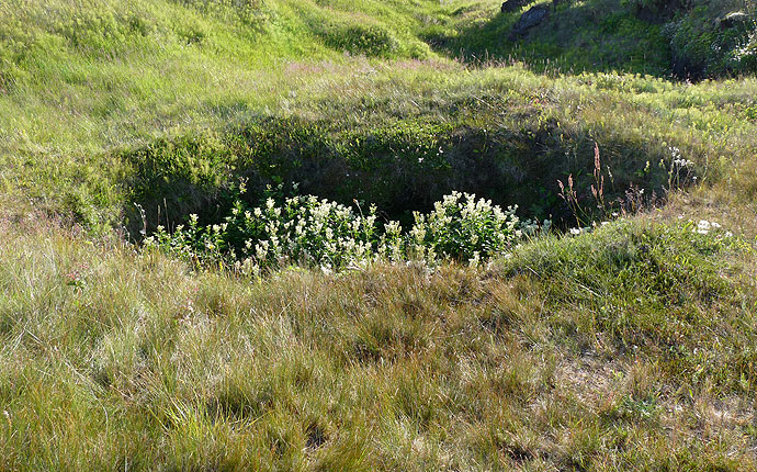 Blumen auf Snaefelsnes