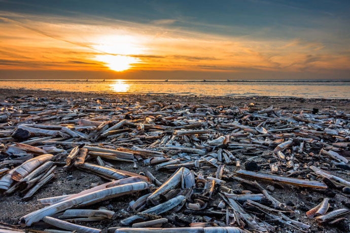 Muscheln im Sonnenuntergang am Strand