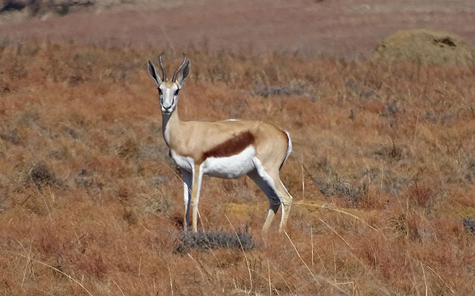 Ein Springbock in Südafrika