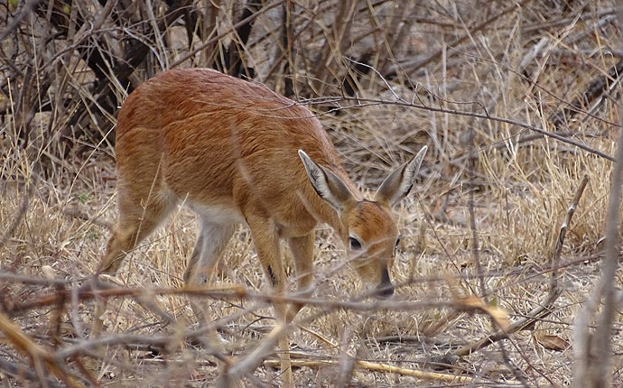 Ein Steinbock in Südafrika