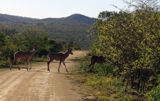 Antilopen laufen über die Straße