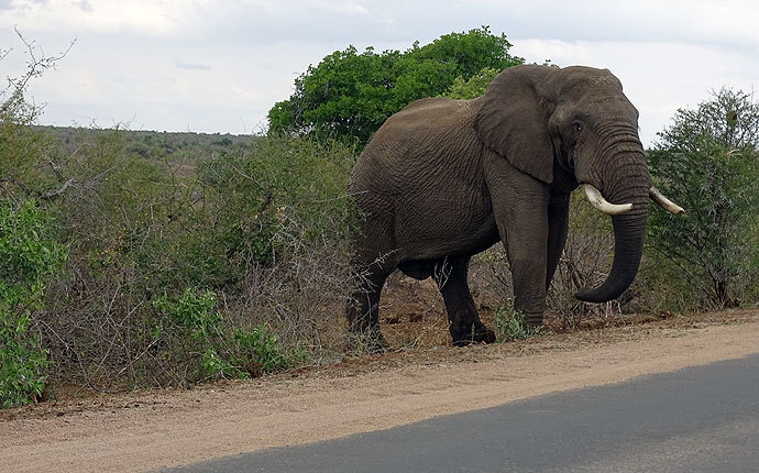 Elefant im Krüger Nationalpark