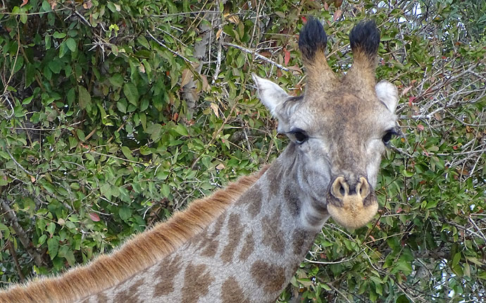 Giraffe im Krüger Nationalpark