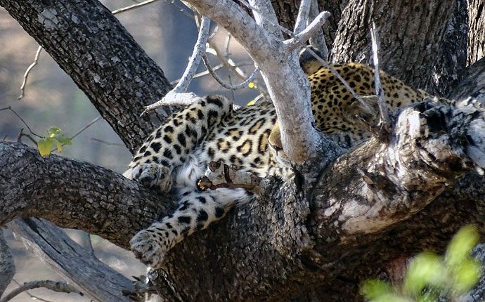 Leopard im Krüger Nationalpark