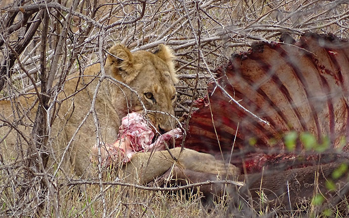Löwensichtung im Krüger Park in Südafrika - mehr Glück gehabt als in Namibia