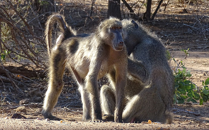 Paviane im Krüger Nationalpark