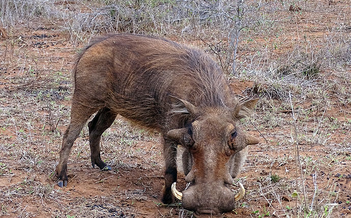 Warzenschwein im Krüger Nationalpark