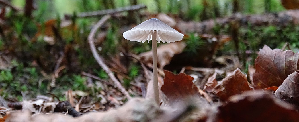 Einzelner Pilz im Wald