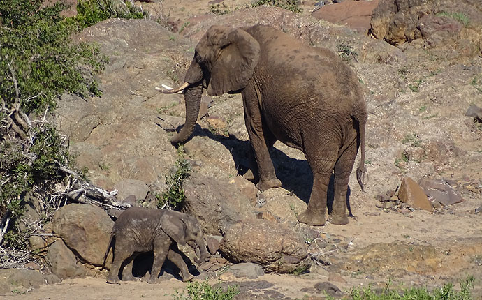 Elefant mit Baby auf der Selbstfahrer-Safari