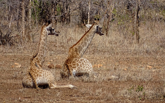 Liegende Giraffen auf der Selbstfahrer-Safari