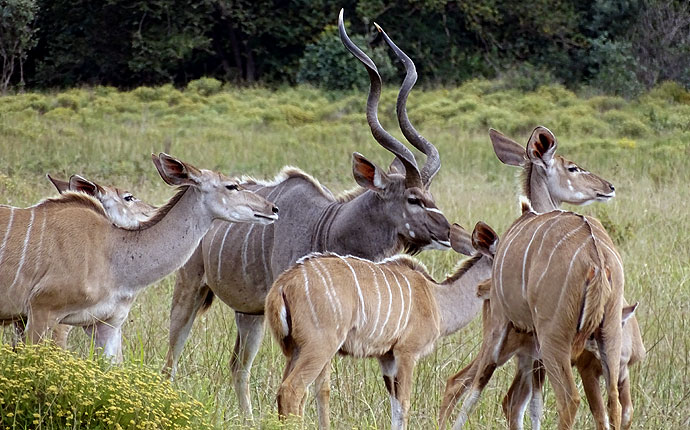 Kudufamilie auf der Selbstfahrer-Safari