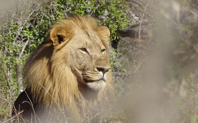 Löwe auf der Selbstfahrer-Safari