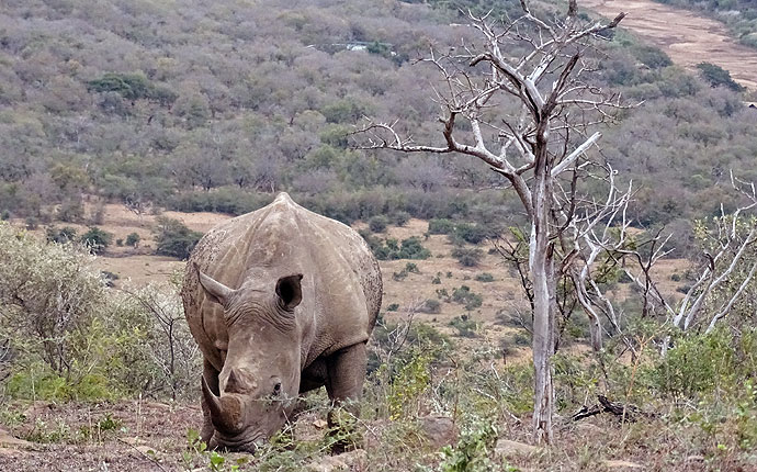 Nashorn auf der Selbstfahrer-Safari