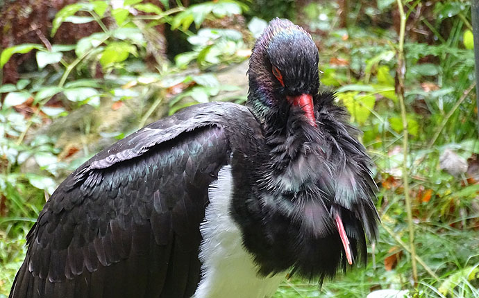Storch versteckt Schnale in Federn