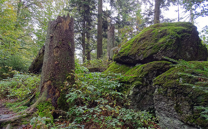 Im Wald: ein Baumstumpf am Felsen