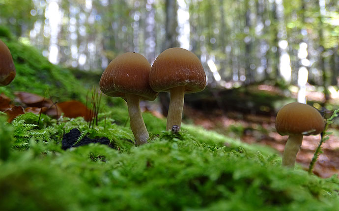 Braune Pilze im Wald