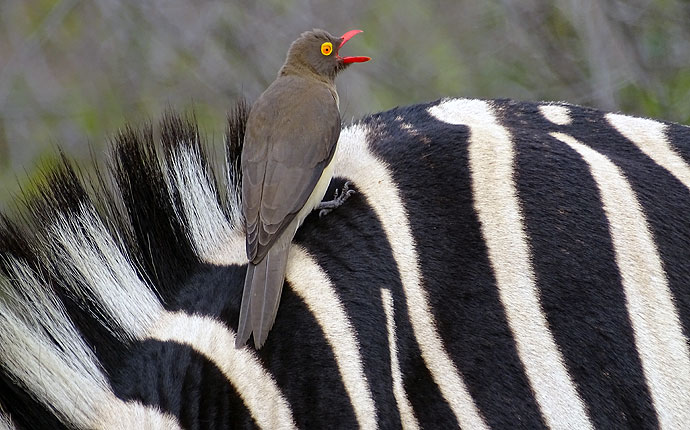 Vogel auf Zebrarücken auf der Selbstfahrer-Safari