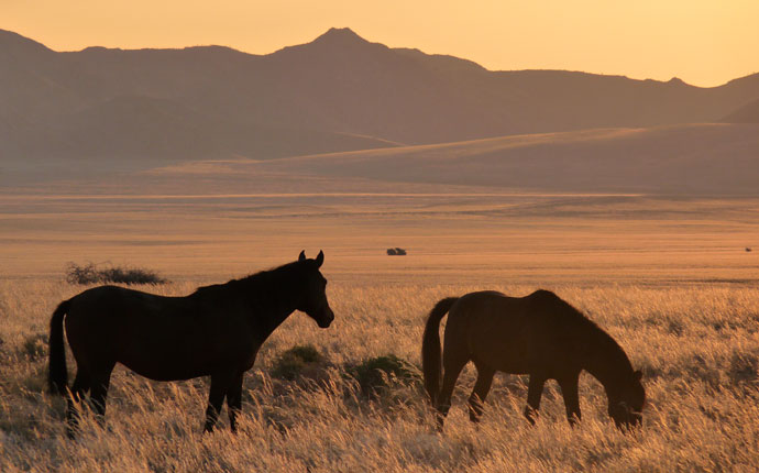 Wildpferde in Namibia im Abendlicht