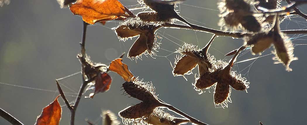 Herbst im Wald