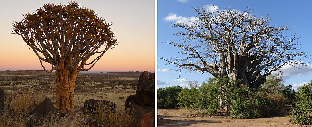 Namibia oder Südafrika? Köcherbaum und Baobab