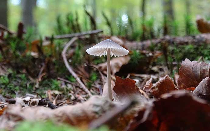 pilz-bayerischer-wald