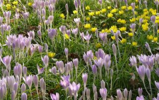 Frühlingsblumen auf der Wiese