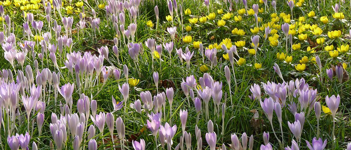 Frühlingsblumen auf der Wiese