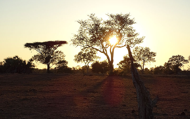 Sonnenaufgang hinter Bäumen im afrikanischen Busch