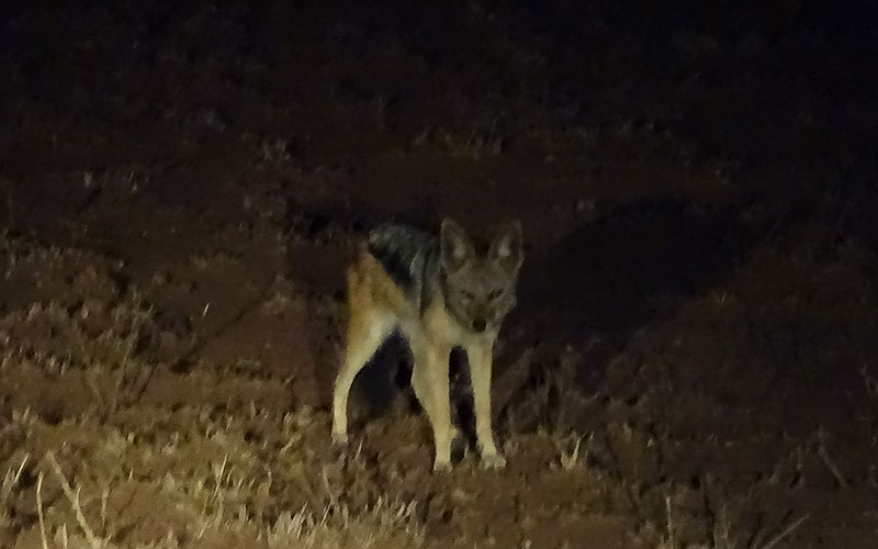 Schakal bei einer Nachtfahrt im Krüger Nationalpark