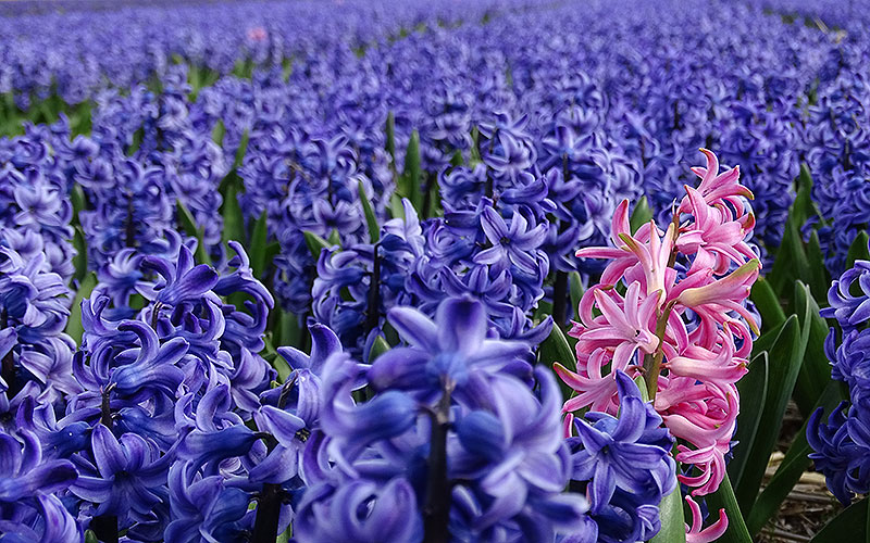 Blaue Hyazinthen und eine rosafarbene in Holland