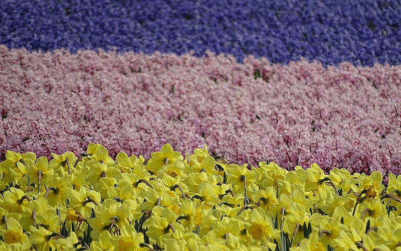 Gelbe Narzissen in Holland