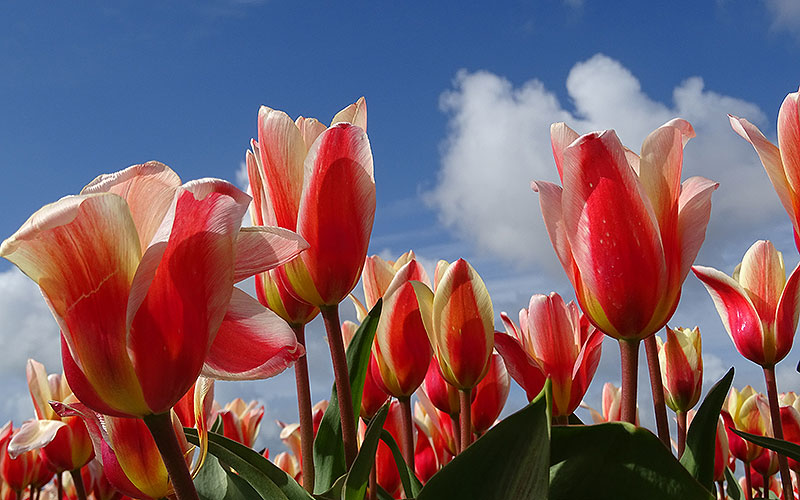 Rosa Tulpen vor Himmel in Holland