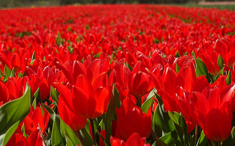 Rote Tulpen in Holland