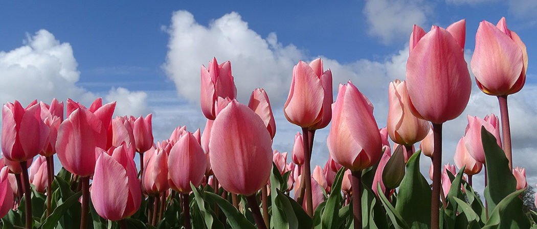 Rosa Tulpenblüte in Holland