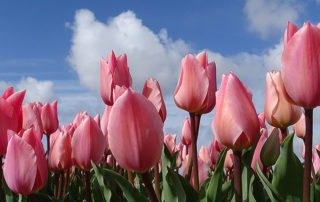 Rosa Tulpenblüte in Holland