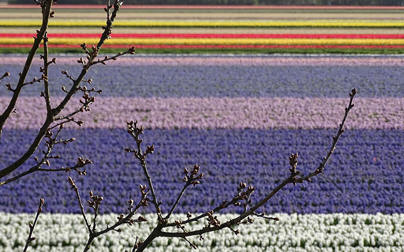 Bunte Blumenfelder hinter Baum in Holland