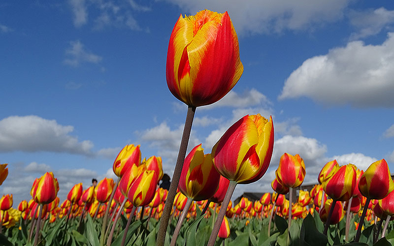 Orange Tulpen vor Himmel in Holland