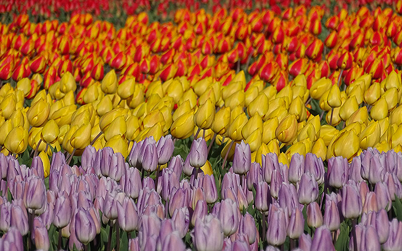 Lila, gelbe und orange Tulpen in Holland