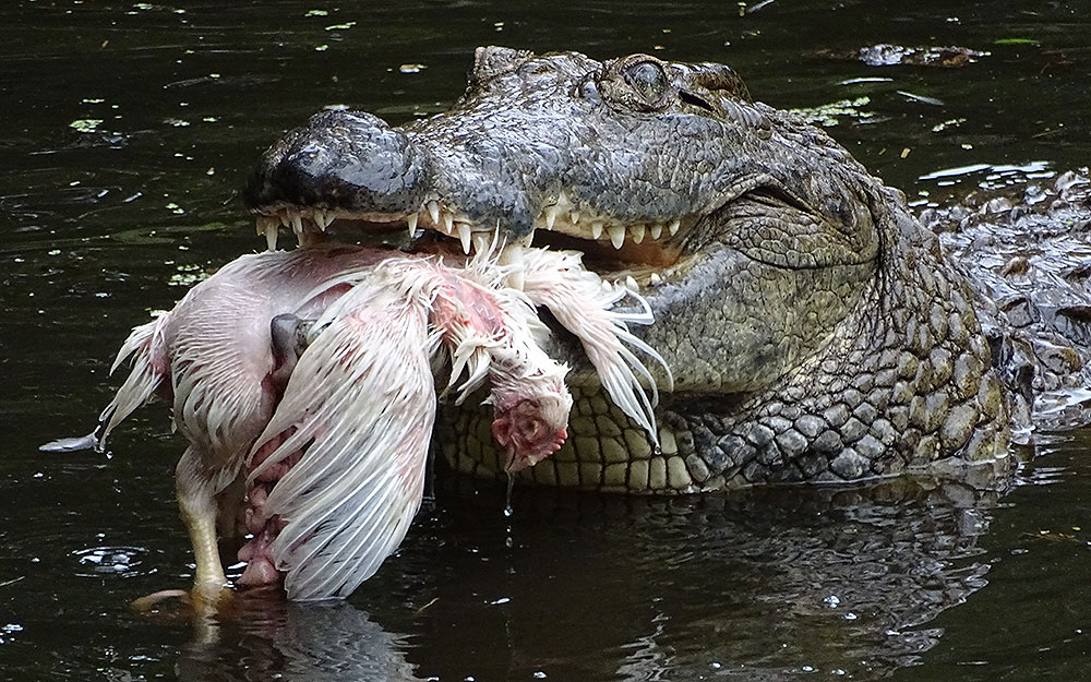 Krokodil frisst totes Huhn in St. Lucia